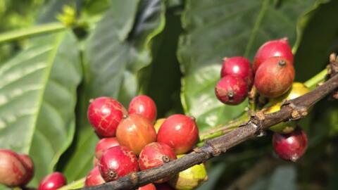 Giá cà phê Arabica vượt 7.000 USD/tấn, áp lực nguồn cung chưa hạ nhiệt