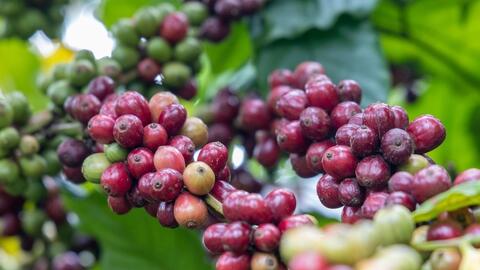 Giá cà phê chịu áp lực nguồn cung từ Brazil, khó giảm sâu