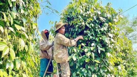 Hồ tiêu xanh Gia Lai được giá, người trồng đỏ mắt tìm nhân công thu hoạch