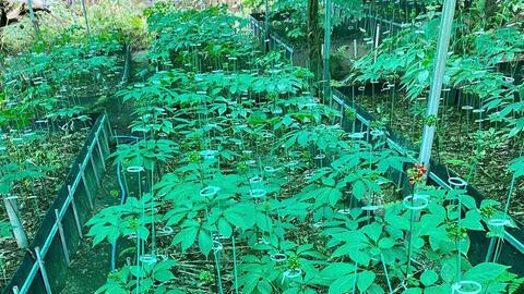 Hành trình nâng tầm 'quốc bảo sâm Việt' sắp khởi động tại Gia Lai