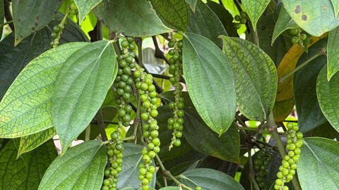 Giá tiêu hôm nay 6/4/2026: Duy trì ổn định, cao nhất 139.000 đồng/kg