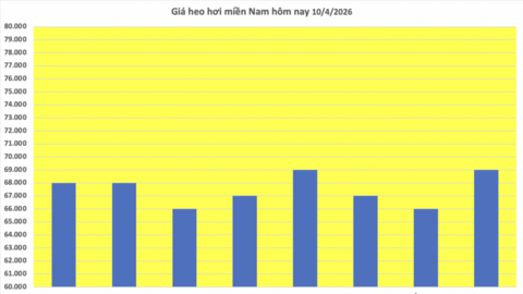 Giá heo hơi hôm nay 10/4/2026: Giữ đà bình ổn