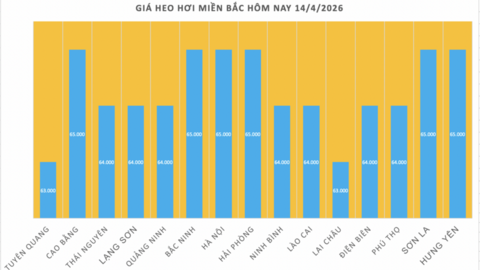 Giá heo hơi hôm nay 14/4/2026: Tiếp tục neo cao