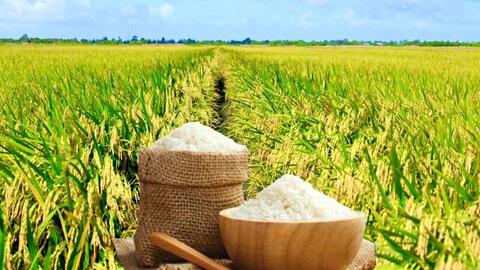 Giá lúa gạo hôm nay ngày 17/4: Gạo thơm xuất khẩu tăng 15 USD/tấn