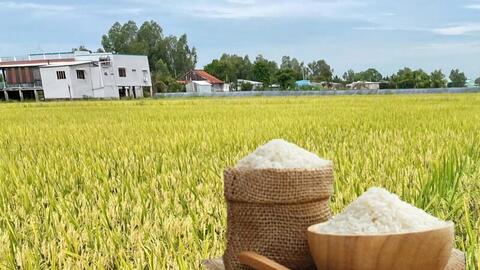 Giá lúa gạo hôm nay ngày 23/4/2026: Gạo xuất khẩu tăng mạnh