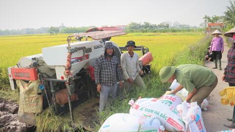 Xuất khẩu giảm tốc, ngành lúa gạo đứng trước yêu cầu đổi hướng