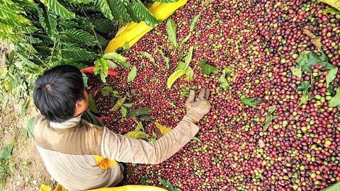 Bản tin nông sản hôm nay (4-5): Giá cà phê giảm mạnh, hồ tiêu tăng