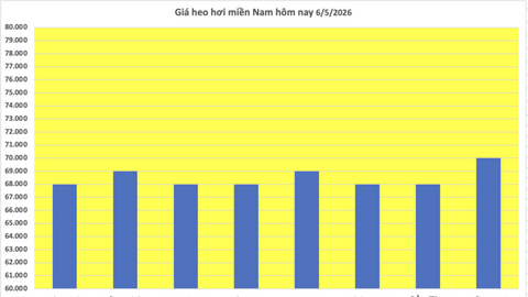 Giá heo hơi hôm nay 6/5/2026: Đi ngang trên cả 3 miền