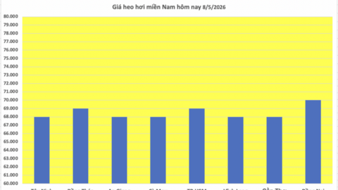 Giá heo hơi hôm nay 8/5/2026: Tăng diện rộng tại miền Bắc, miền Trung