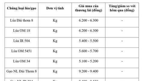 Giá lúa gạo hôm nay ngày 14/5: Gạo nguyên liệu xuất khẩu tăng giá