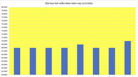 Giá heo hơi hôm nay 21/5/2026: Tăng đồng loạt trên cả nước