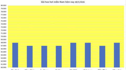 Giá heo hơi hôm nay 28/5/2026: Đảo chiều, giảm rải rác trên cả 3 miền