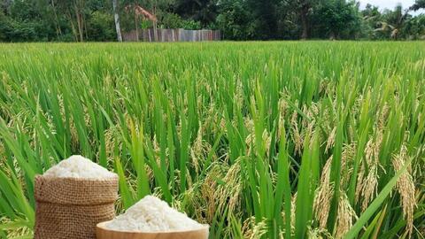 Giá lúa gạo hôm nay ngày 29/5/2026: Lúa tươi biến động trái chiều
