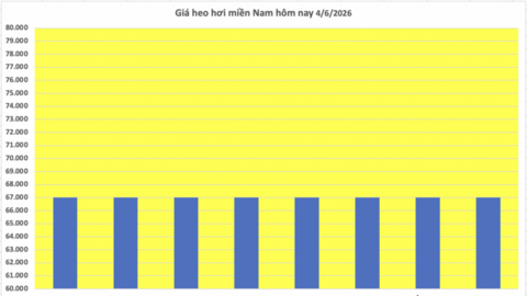 Giá heo hơi hôm nay 4/6/2026: Tiếp tục đi ngang, cao nhất 68.000 đồng