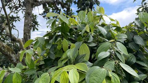 Giá tiêu hôm nay 8/6/2026: Cao nhất 140.000 đồng/kg