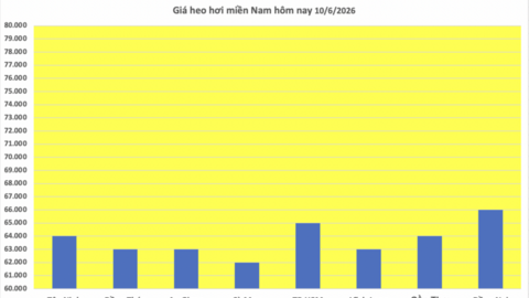 Giá heo hơi hôm nay 10/6/2026: Giảm nhẹ vài nơi