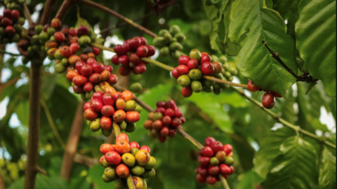 Giá cà phê Arabica và Robusta đồng loạt tăng