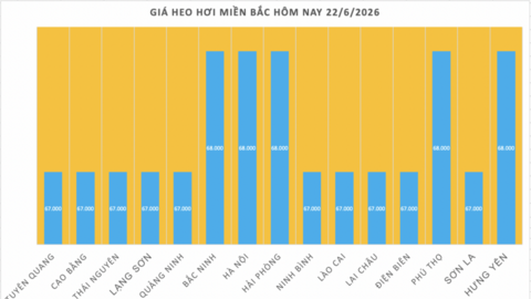 Giá heo hơi hôm nay 22/6/2026: Lặng sóng chờ tín hiệu mới