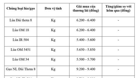 Giá lúa gạo hôm nay ngày 20/6: Gạo thơm Jasmine tăng 2.000 đồng/kg
