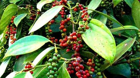 Bản tin nông sản hôm nay (30-6): Giá hồ tiêu, cà phê đi ngang