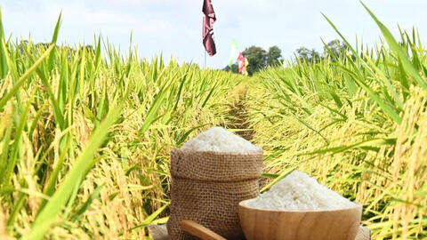 Giá lúa gạo hôm nay ngày 7/7/2026: Lúa tươi đồng loạt tăng