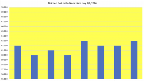 Giá heo hơi hôm nay 8/7/2026: Tạm chững, cao nhất 66.000 đồng/kg