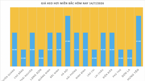 Giá heo hơi hôm nay 14/7/2026: Tăng rải rác trên cả 3 miền