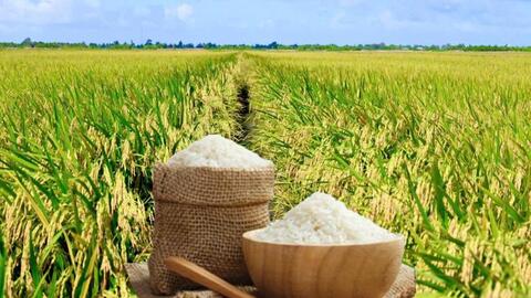 Giá lúa gạo hôm nay ngày 20/7/2026: Gạo nguyên liệu xuất khẩu tăng