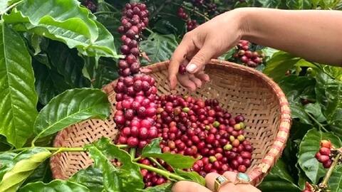 Bản tin nông sản hôm nay (29-7): Giá cà phê và hồ tiêu cùng tăng