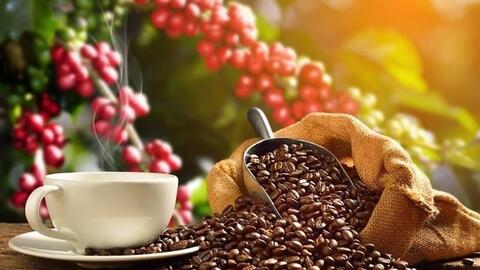 Bản tin nông sản hôm nay (4-8): Giá cà phê giảm