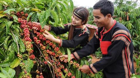 Bản tin nông sản hôm nay (19-8): Giá cà phê tăng mạnh, giá hồ tiêu ổn định