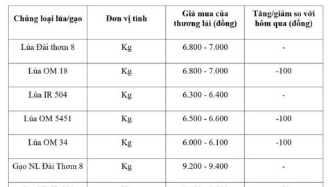 Giá lúa gạo hôm nay ngày 25/8:/2026 Lúa tươi đồng loạt giảm