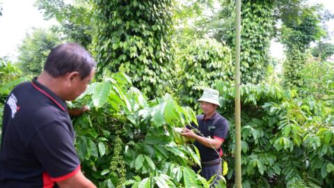 Bản tin nông sản hôm nay (8-9): Giá cà phê trong nước ổn định