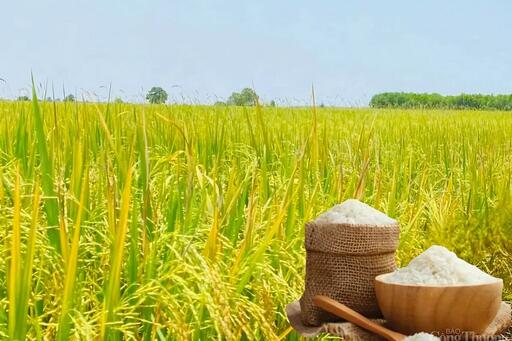Giá lúa gạo hôm nay ngày 16/5: Lúa tươi đảo chiều giảm