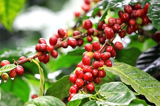 Bản tin nông sản hôm nay (22-5): Giá cà phê giảm nhẹ, hồ tiêu ổn định ở mức cao
