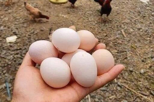 5 món ăn giàu vitamin B12 tốt cho não