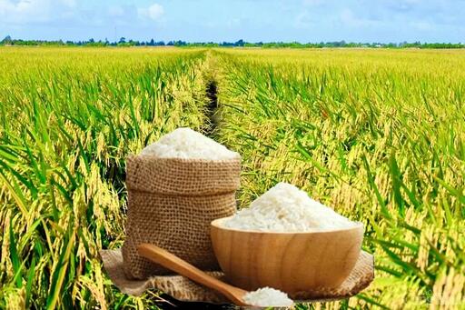 Giá lúa gạo hôm nay ngày 5/6: Lúa quay đầu tăng mạnh