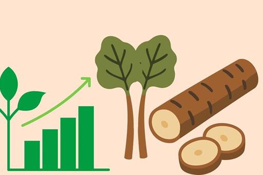 Loại rễ cây giúp tăng tuổi thọ, bảo vệ gan và tim mạch hiệu quả