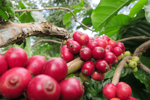 Giá cà phê Arabica tăng hơn 4%, vượt mốc 8.900 USD/tấn