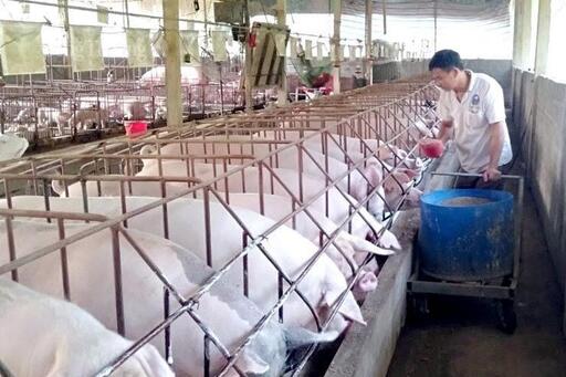 Nguồn cung giảm, giá lợn hơi dự báo tăng