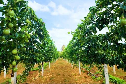 Xuất khẩu rau quả sang EU lập kỷ lục mới