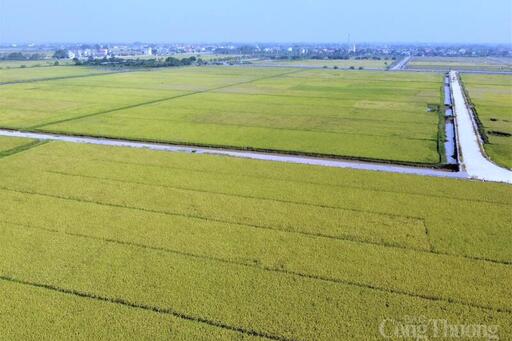 Xuất khẩu gạo chịu sức ép trong ngắn hạn