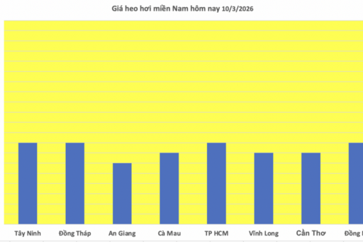 Giá heo hơi hôm nay 10/3/2026: Giảm đồng loạt tại miền Trung