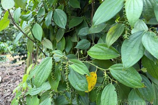 Giá tiêu hôm nay 18/3/2026: Cao nhất đạt 143.000 đồng/kg