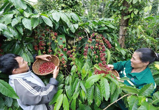 Nestlé đạt thành tích kép về phát triển bền vững và nhân sự - Ảnh 1.