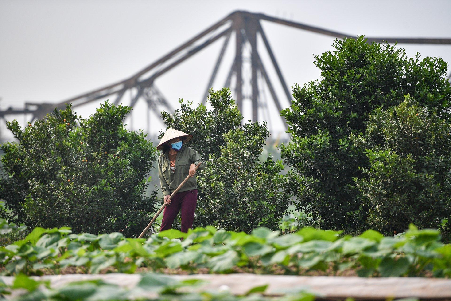 Bà Nguyễn Thị Thơm (quận Long Biên) cho biết việc cải tạo bãi giữa, bãi bồi thành công viên có thể giúp người dân sống xung quanh đây có thêm thu nhập từ việc kinh doanh, phục vụ khách du lịch nếu được cho phép. Ảnh: Đức Anh.