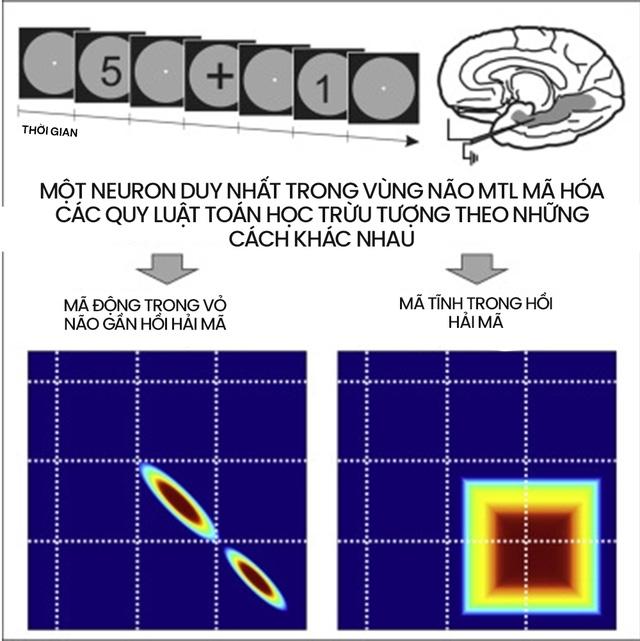 Não bộ là cỗ máy tính lượng tử tự tưởng tượng ra ảo giác về toán học - Ảnh 9.