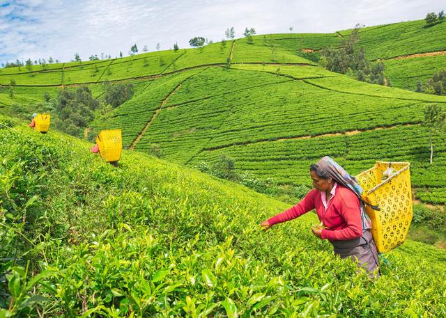 Sri Lanka – hòn đảo ‘thiên đường’ từng lọt danh sách những điểm đến hàng đầu, du lịch từng đóng góp 12% GDP toàn quốc - Ảnh 5.