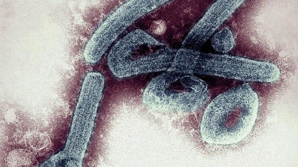 Virus Marburg lần đầu được phát hiện ở thành phố Marburg của Đức vào năm 1967. Ảnh: BBC