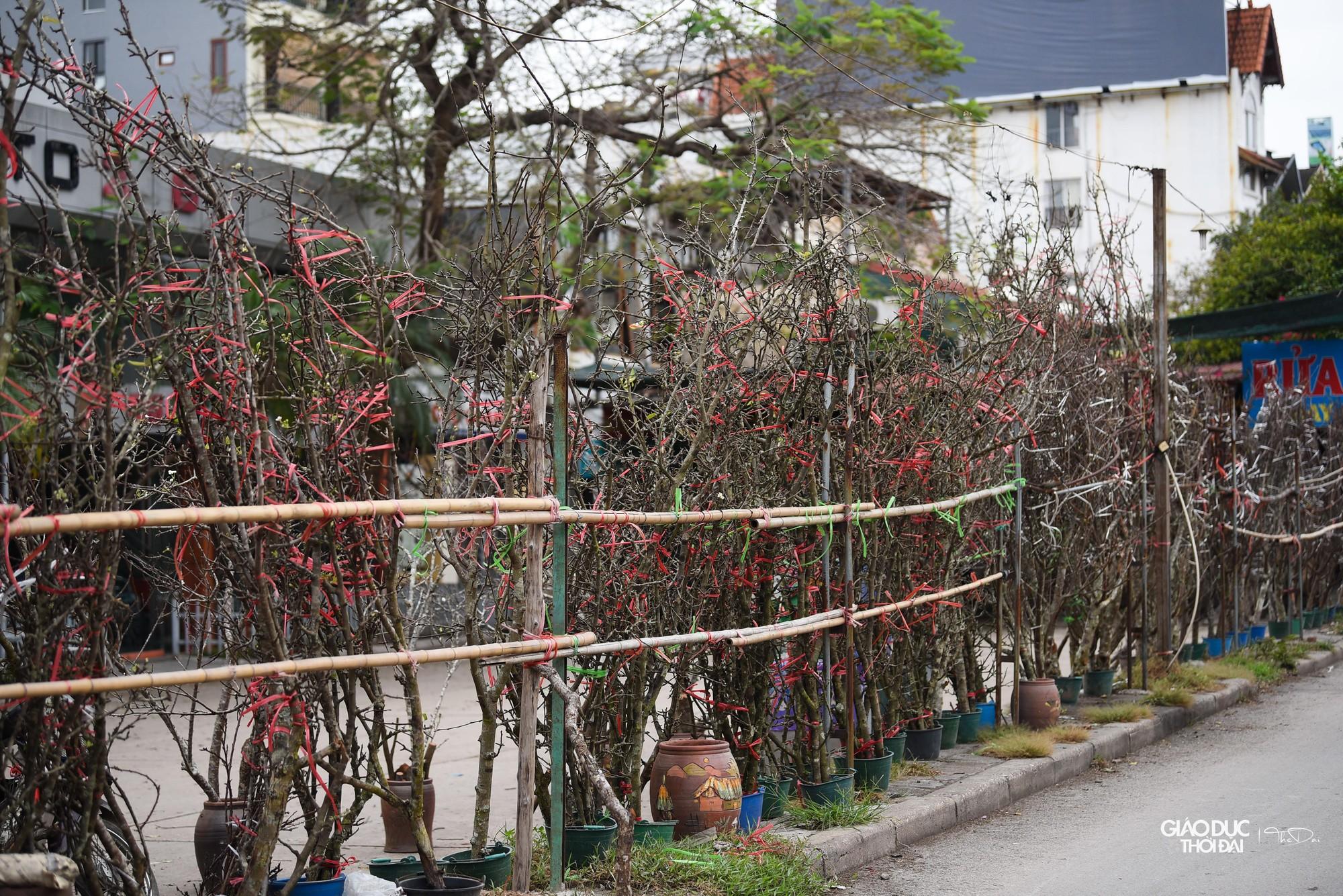 Hoa rừng xuống phố giá hàng triệu đồng cho người dân Thủ đô chơi Tết sớm - Ảnh 1.